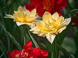 Four Tulips_25181